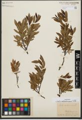 Foto von Salix waldsteiniana Willd.
